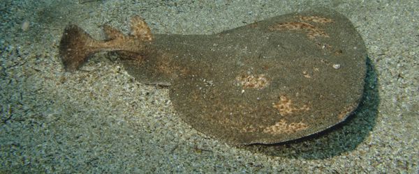 Marbled Electric Ray