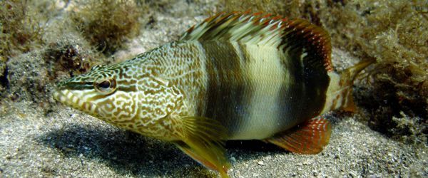 Learned Rockfish in the Canary Islands and Arinaga scuba diving