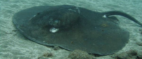 Il Round Stingray si può incontrare a una profondità di 20 metri o più