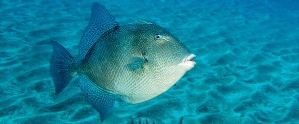 The grey triggerfish is a summer visitor to the El Cabron.