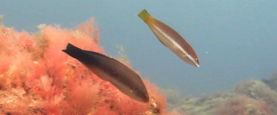 Rainbow wrasse