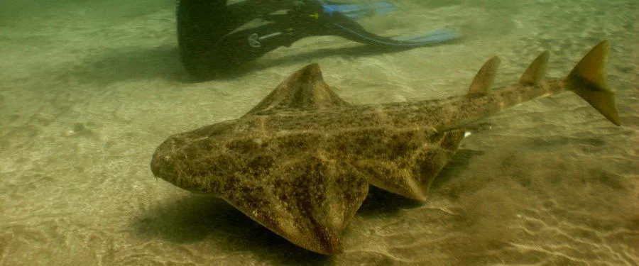 scuba dive with angel sharks in Gran Canaria