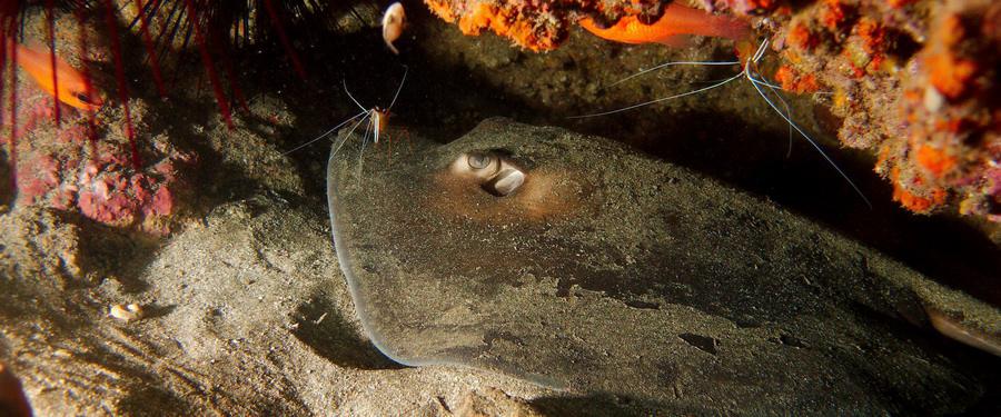 dive gran canaria with stingray