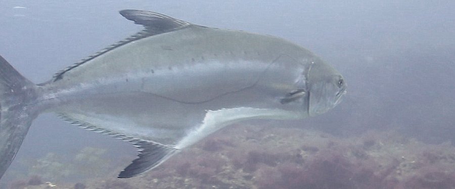 Garrick or Leerfish in Gran Canaria