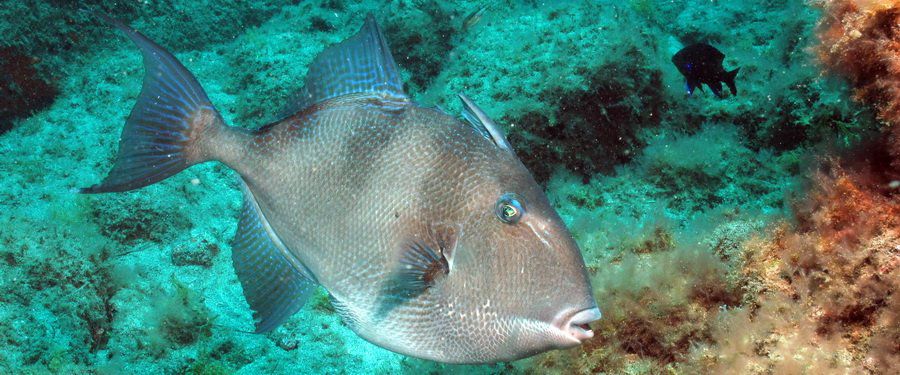 The grey triggerfish is a summer visitor to the El Cabron.