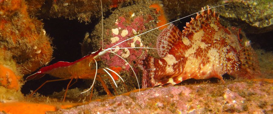 Dive Gran Canaria and see macro life