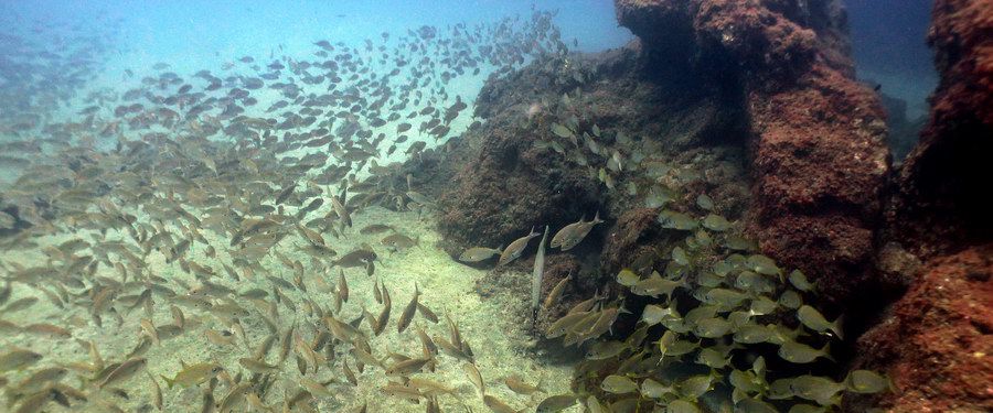 Duik in scholen kleurrijke vissen Gran Canaria