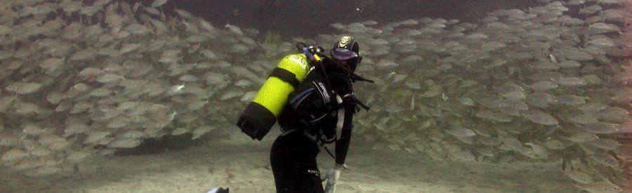 scuba diving with a shoal of roncadors