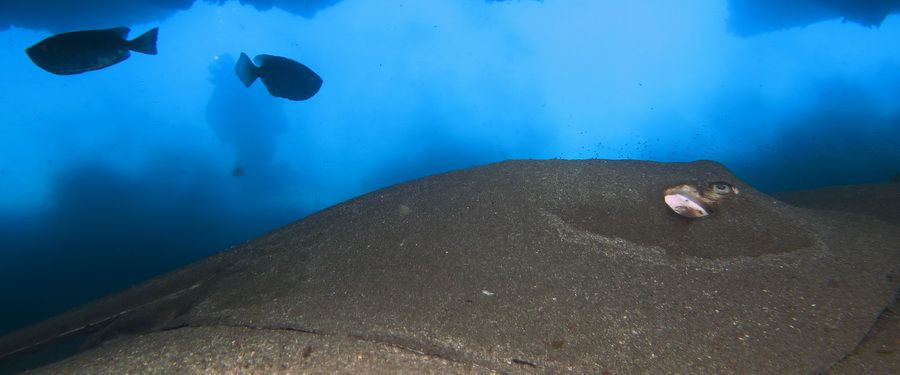 scuba diving in caves in gran canaria