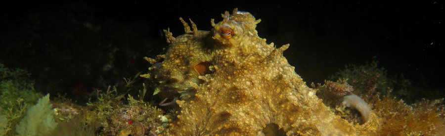 dive in Canaries with octopus and get close