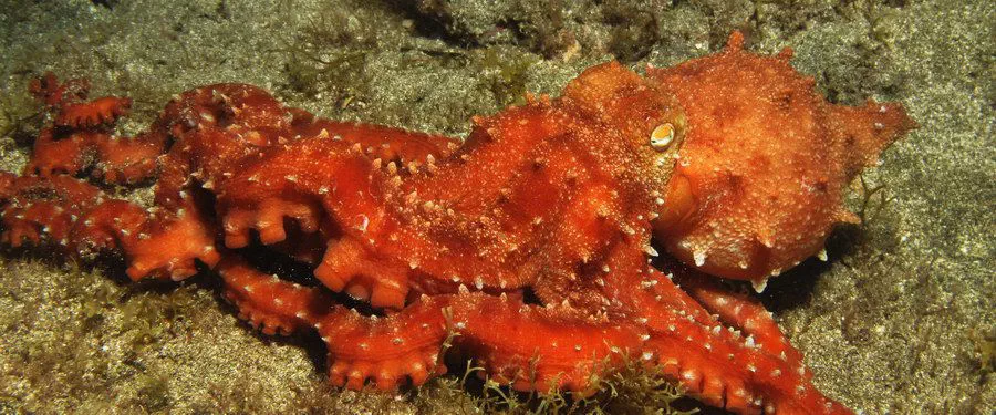 White Spotted Octopus underwater on night dive in the Canary Islands