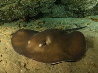 una foto reciente de submarinismo en Gran Canaria